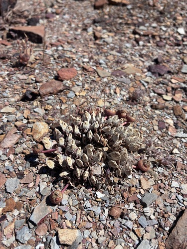 Cheiridopsis meyeri