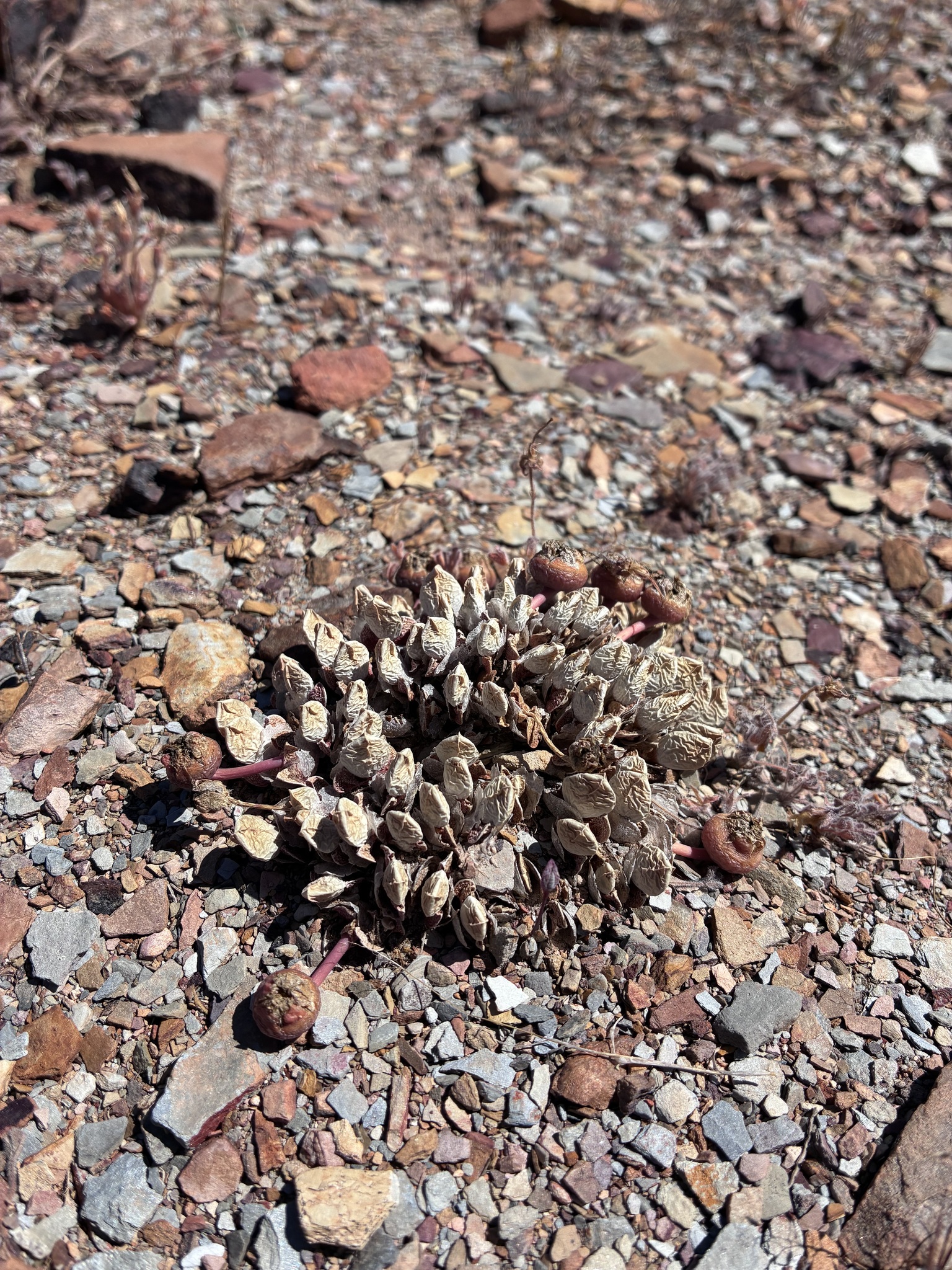 Cheiridopsis meyeri