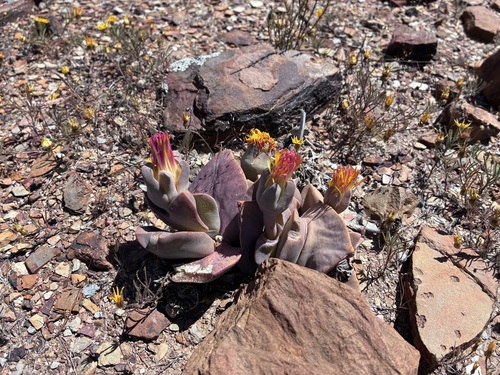 Cheiridopsis peculiaris