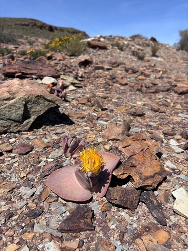 Cheiridopsis peculiaris
