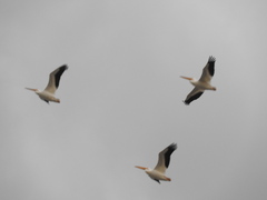 Pelecanus erythrorhynchos