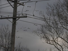 Pelecanus erythrorhynchos