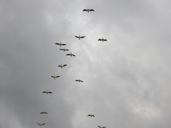 Pelecanus erythrorhynchos