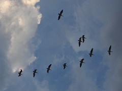 Pelecanus erythrorhynchos