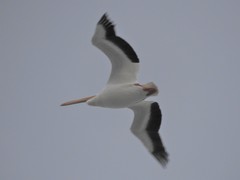 Pelecanus erythrorhynchos