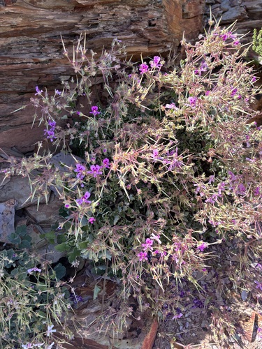cactus geranium (Pelargonium echinatum)