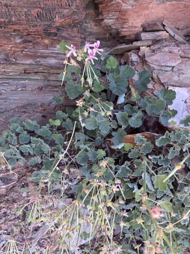 Pelargonium echinatum, photograph 5