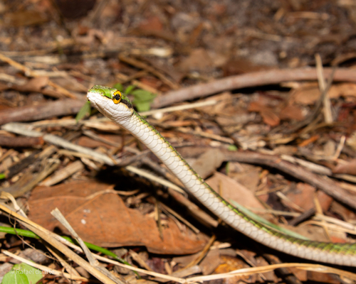 Leptophis dibernardoi