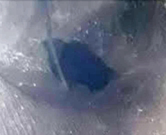 Streptoprocne zonaris