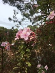 Heterocentron subtriplinervium