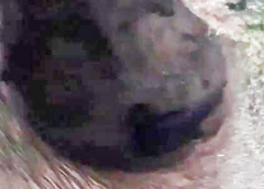 Streptoprocne zonaris