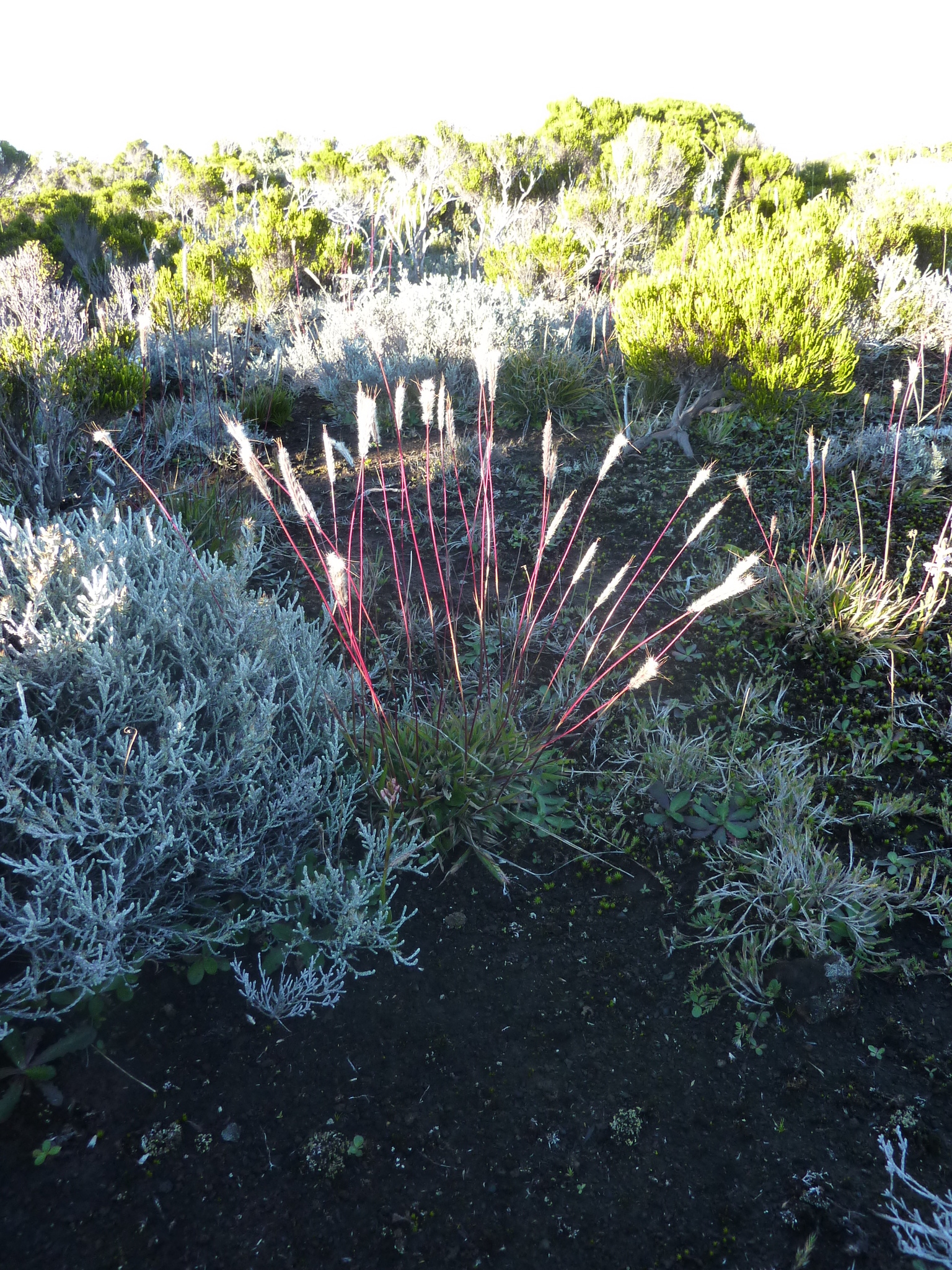 (c) Aurélien Bour, certains droits réservés (CC BY-NC) https://www.inaturalist.org/observations/38770153