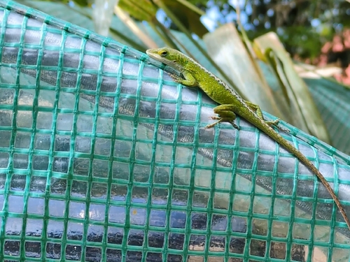 Anolis carolinensis observed 2026-02-16