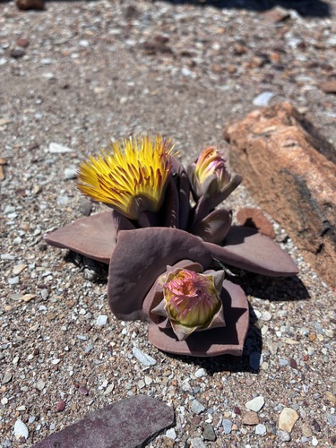 Cheiridopsis peculiaris