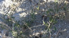 Lyrocarpa coulteri