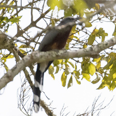 Coccyzus rufigularis