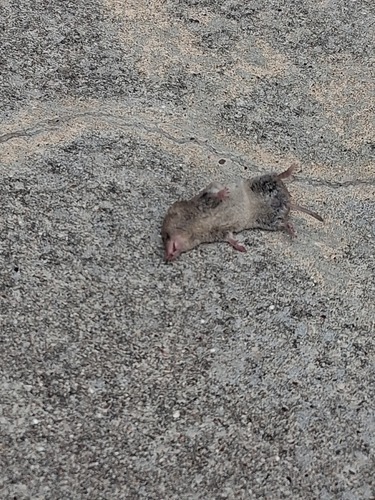 North American Least Shrew observed by emersly