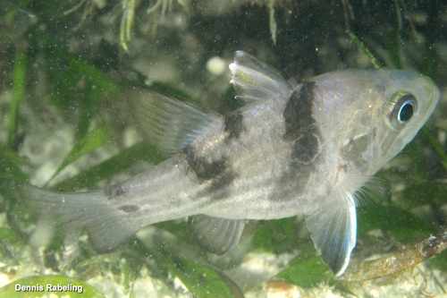 Apogonichthyoides taeniatus observed 2026-01-21