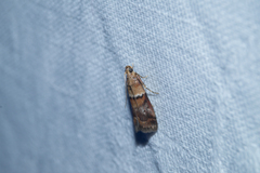 Acrobasis repandana