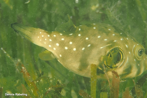 Arothron hispidus