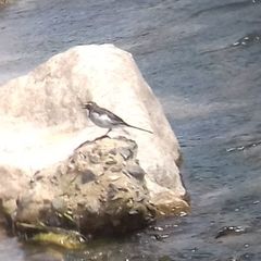 Motacilla grandis