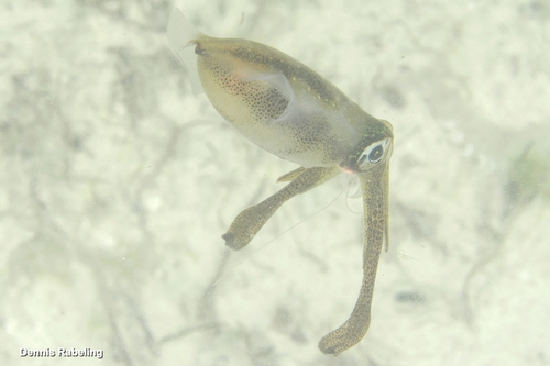 Sepioteuthis lessoniana