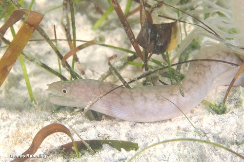 Gymnothorax richardsonii