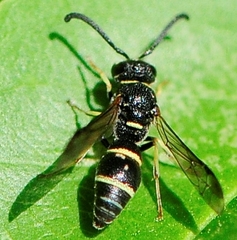 Parancistrocerus pensylvanicus