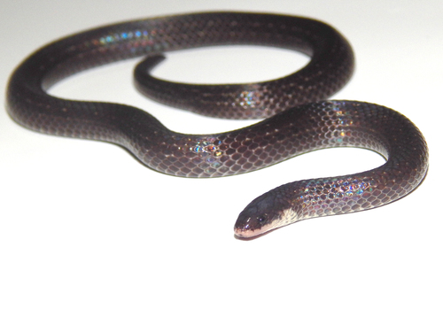 Atractus paisa