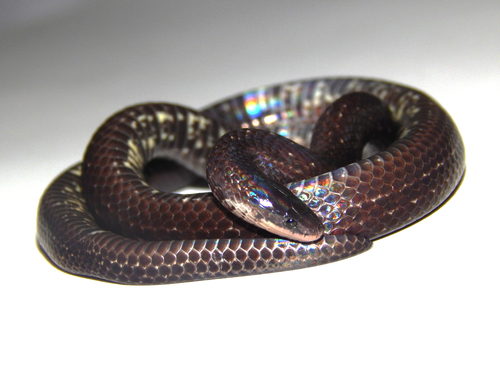 Atractus paisa