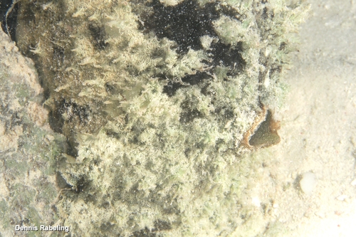 Dolabella auricularia