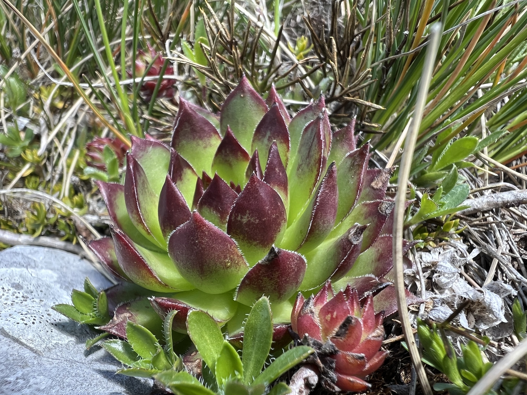 Sempervivum italicum I.Ricci