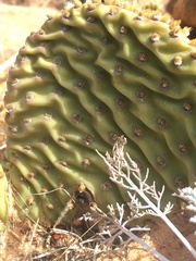 Opuntia aurea