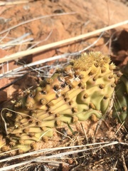 Opuntia aurea