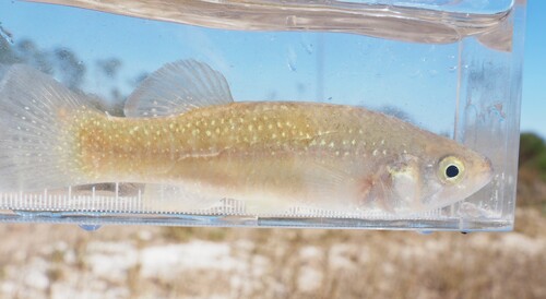Fundulus grandis
