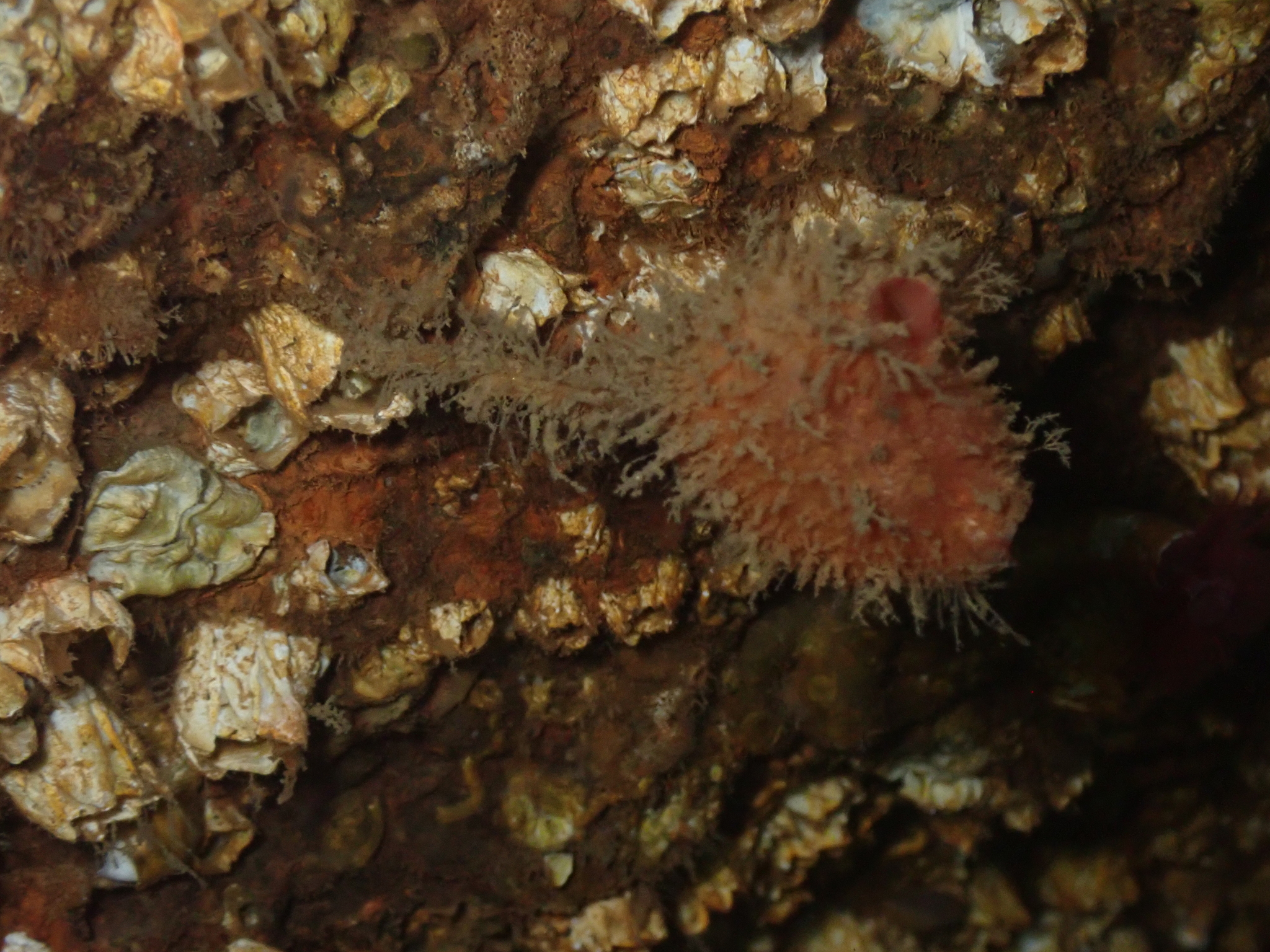 Boltenia villosa (Stimpson, 1864)
