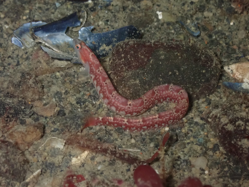 Longfin gunnel (Pholis clemensi) — Pholidae