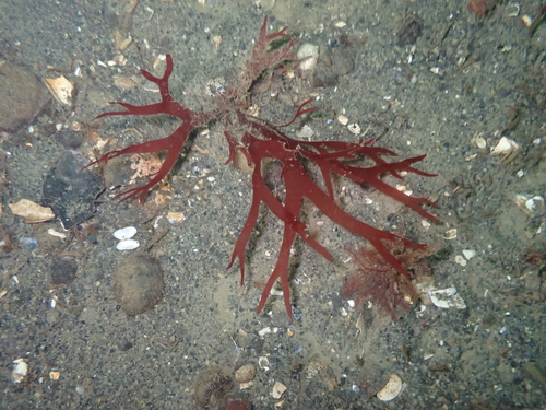 Sarcodiotheca furcata observed 2026-02-16