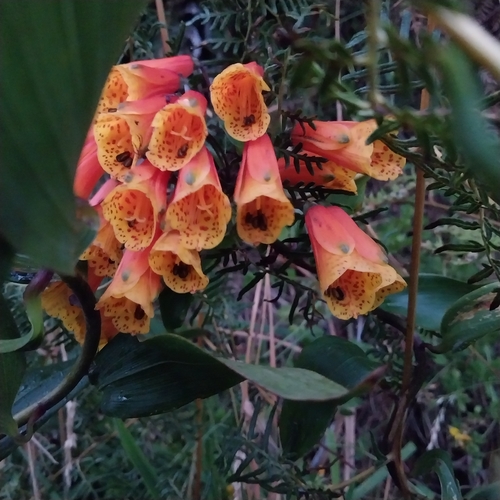Trailing lily (Bomarea multiflora)