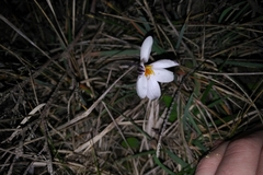Crocus cambessedesii