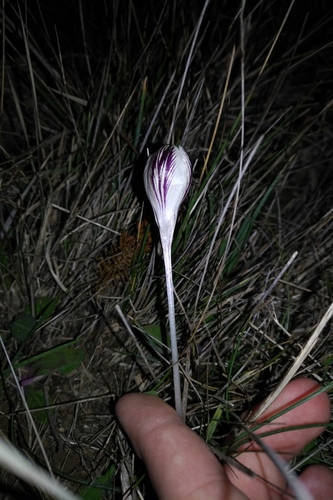 Image of Crocus cambessedesii by (c) Julien Tchilinguirian, some rights reserved (CC BY)