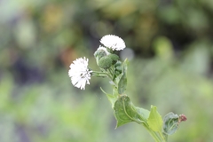 Gymnocoronis spilanthoides