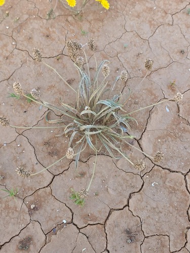 Desert Plantain