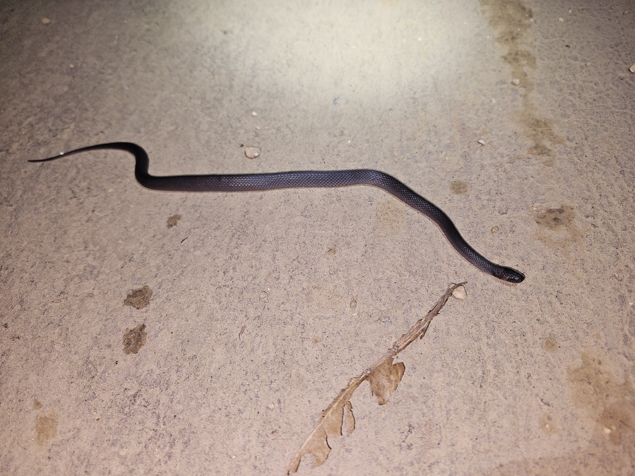 Arima Coffee Snake photo 5