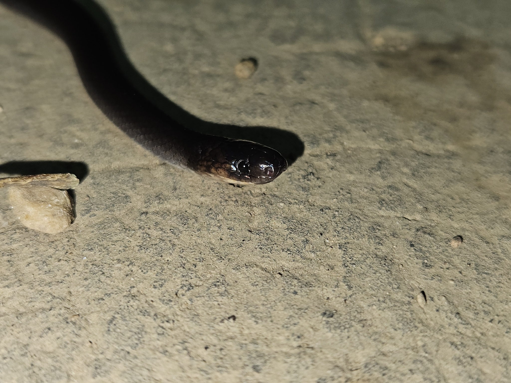 Arima Coffee Snake photo 6