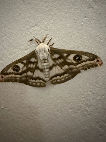 Eastern Marbled Emperor