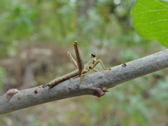 Teicophrys fusiformis