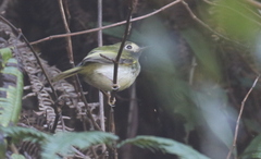 Hemitriccus granadensis