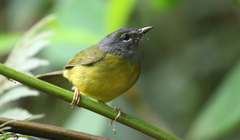 Myiothlypis conspicillata