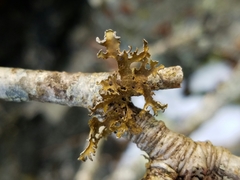 Tuckermanopsis chlorophylla